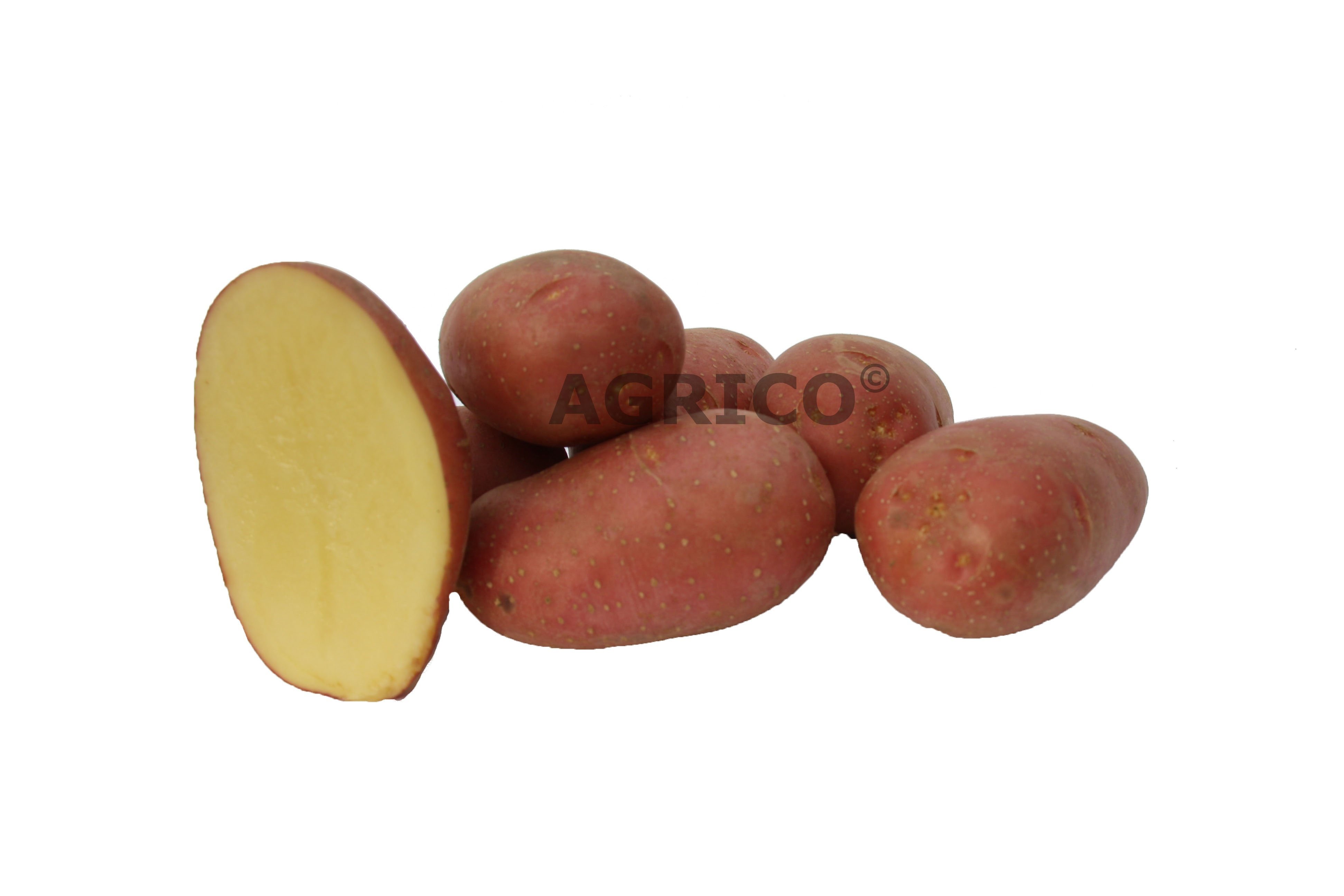 Агрико Евразия семенной картофель Алуэт