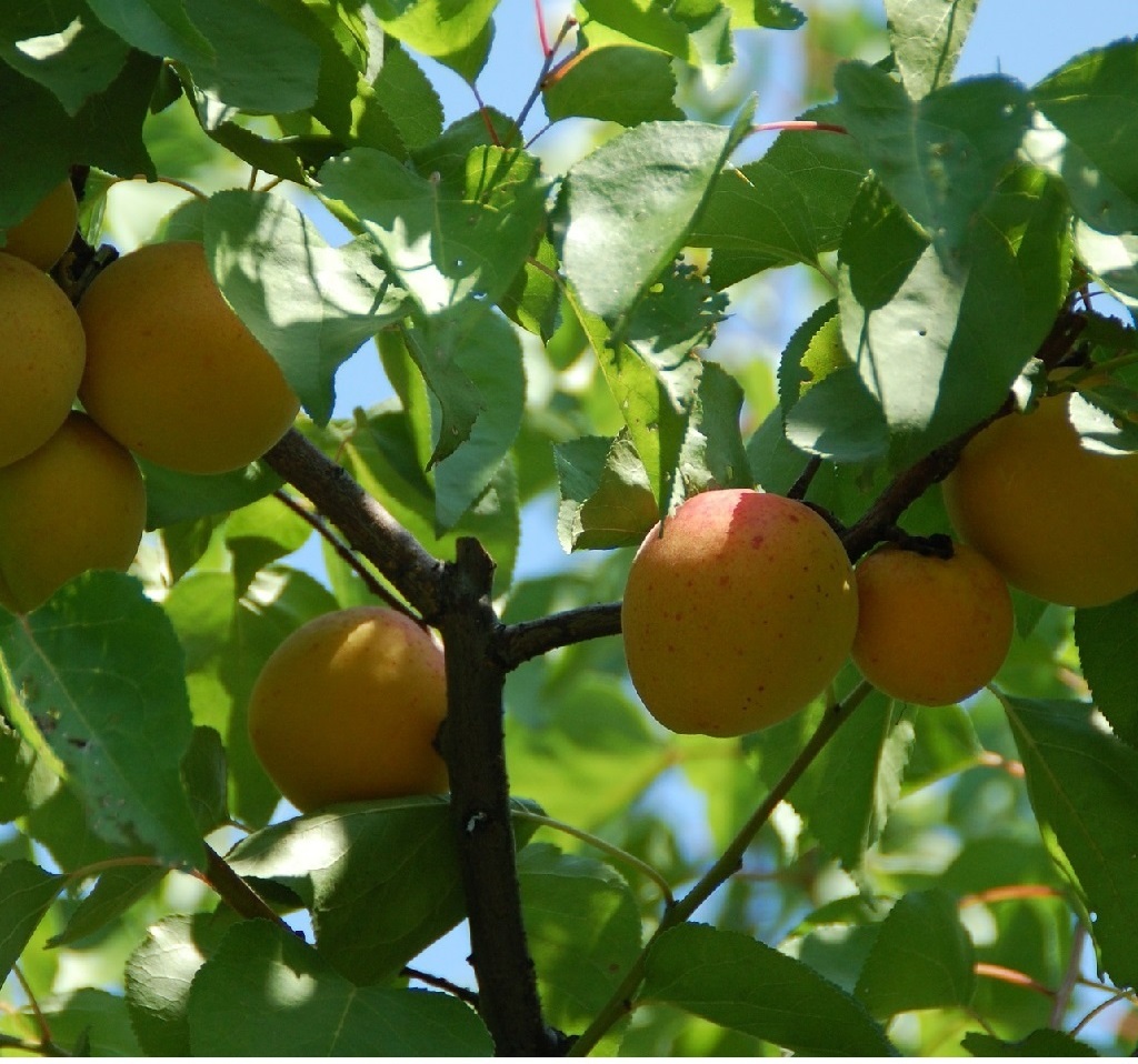 Абрикос - Prunus armeniaca
