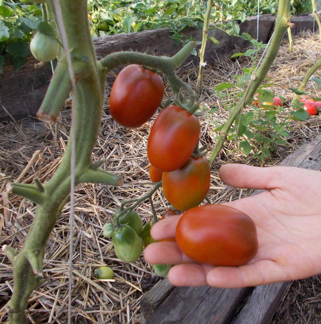 томаты черный де барао фото