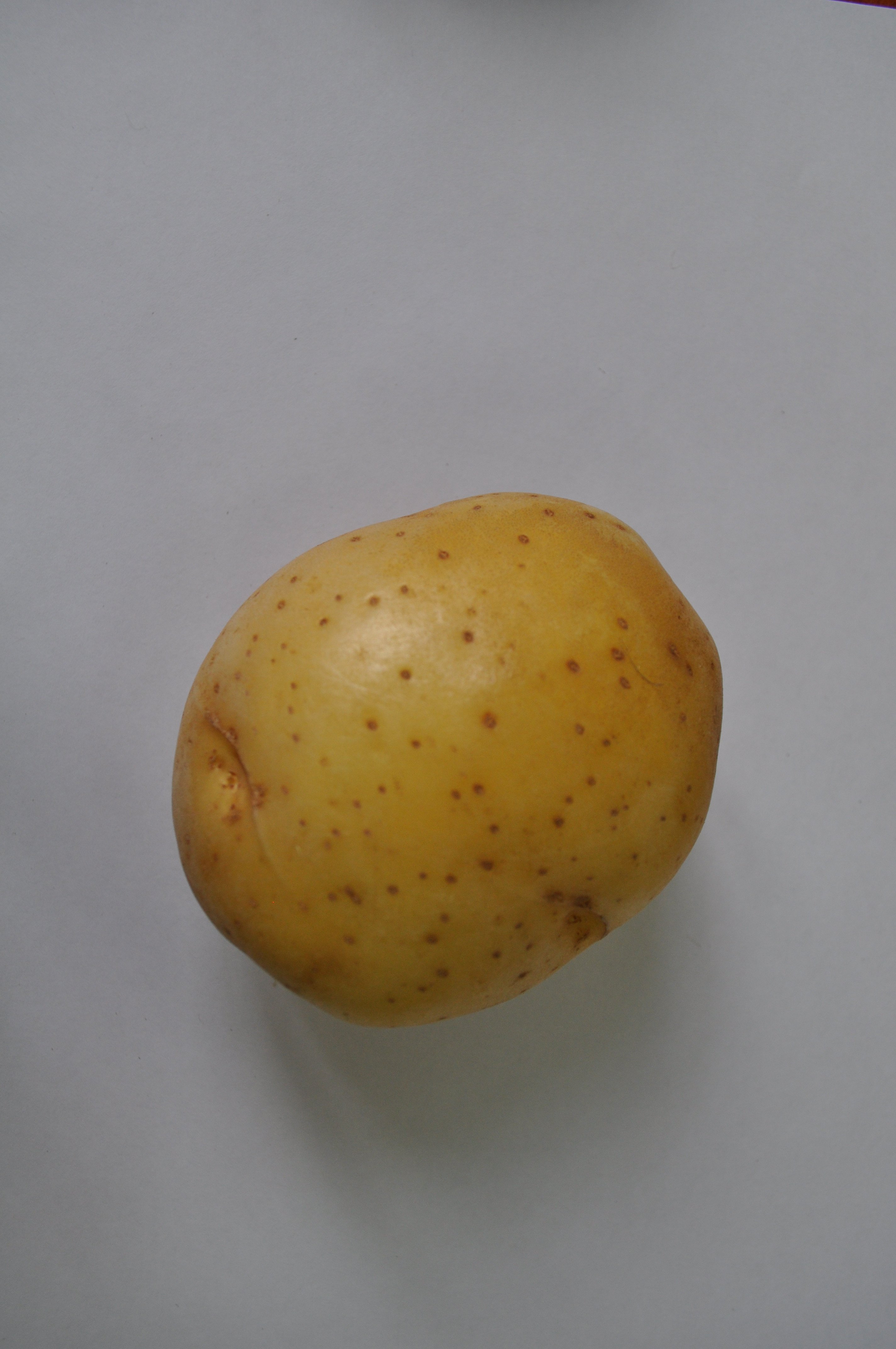 Джелли картофель характеристика отзывы. Картофель Молли. Сорт Молли картофель. Сорт картофеля Молли Юнга. Картофель Молли характеристика сорта.