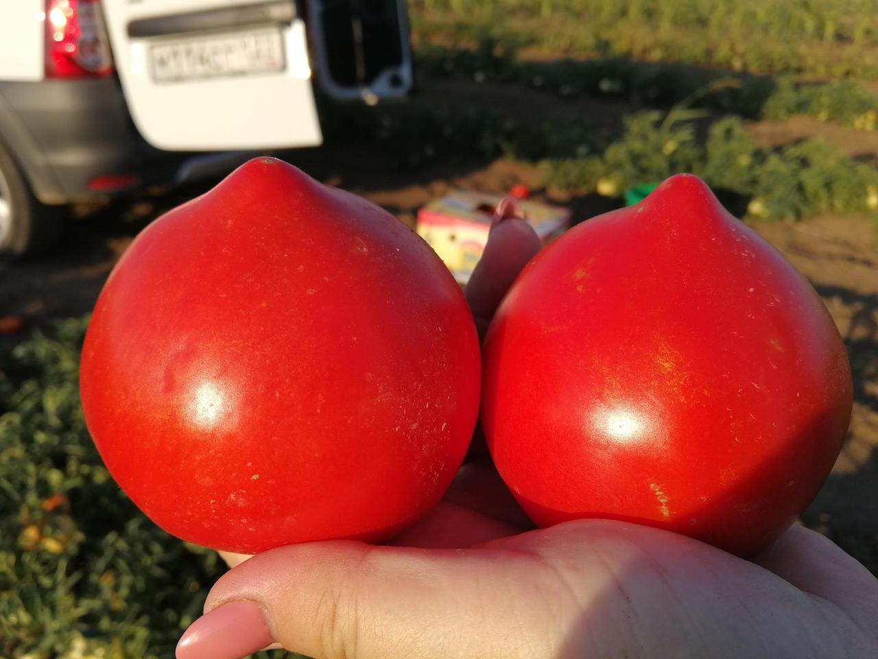 Сорта томатов Усмань