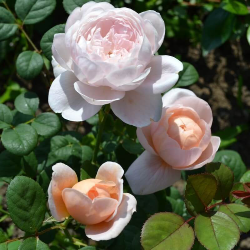 Королева швеции роза описание фото