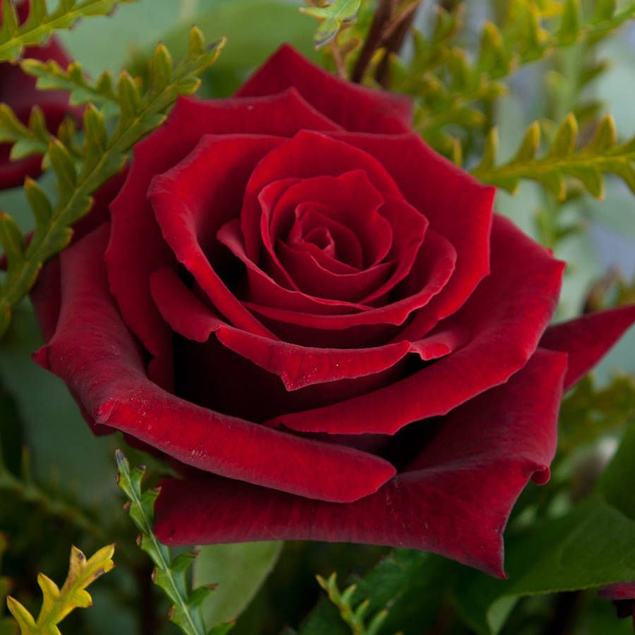 Роза красный бархат фото и описание