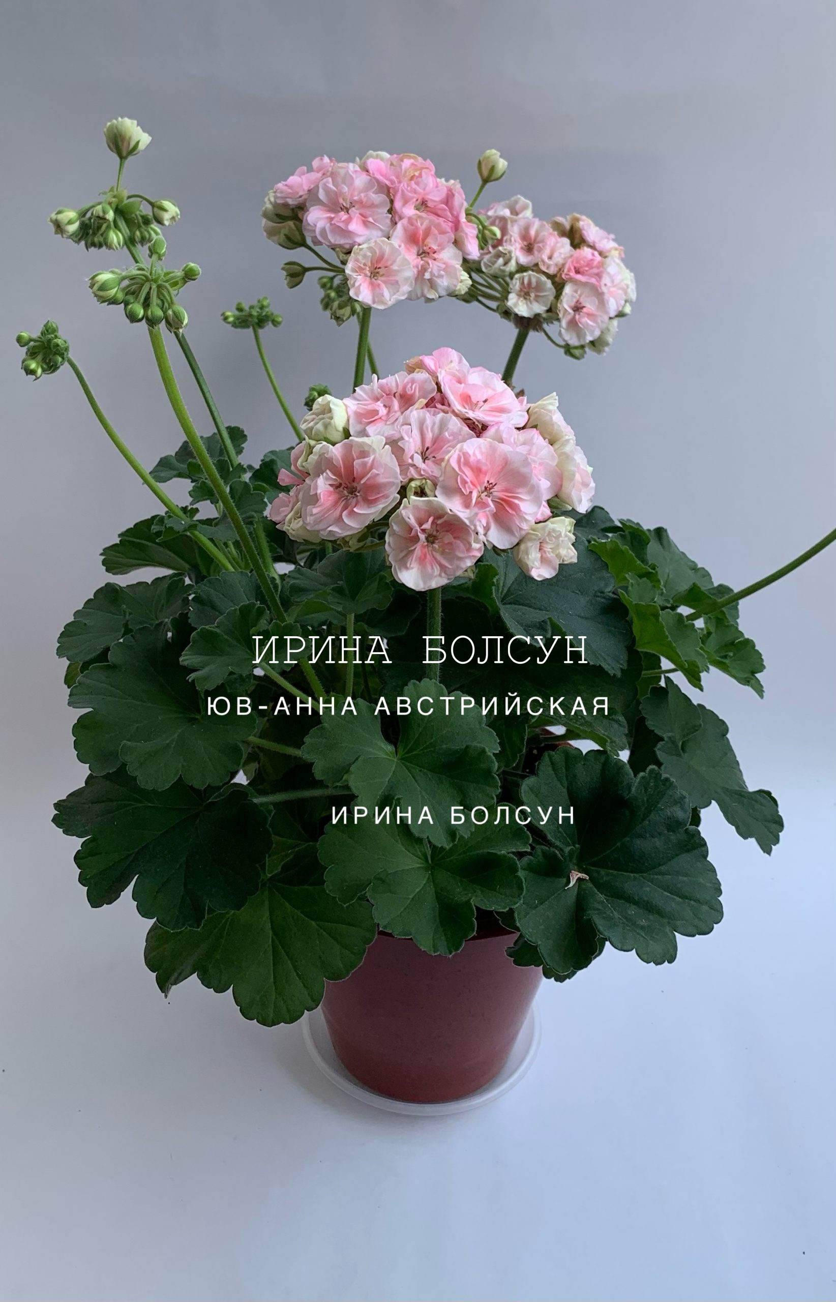 Анна жанетта пеларгония