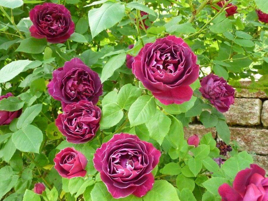 Розы барон жиро де лен фото