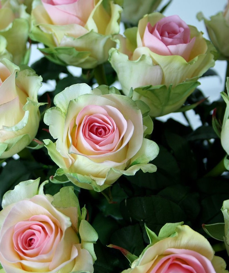 Роза «Дансинг Квин» — описание, фото и характеристики сорта