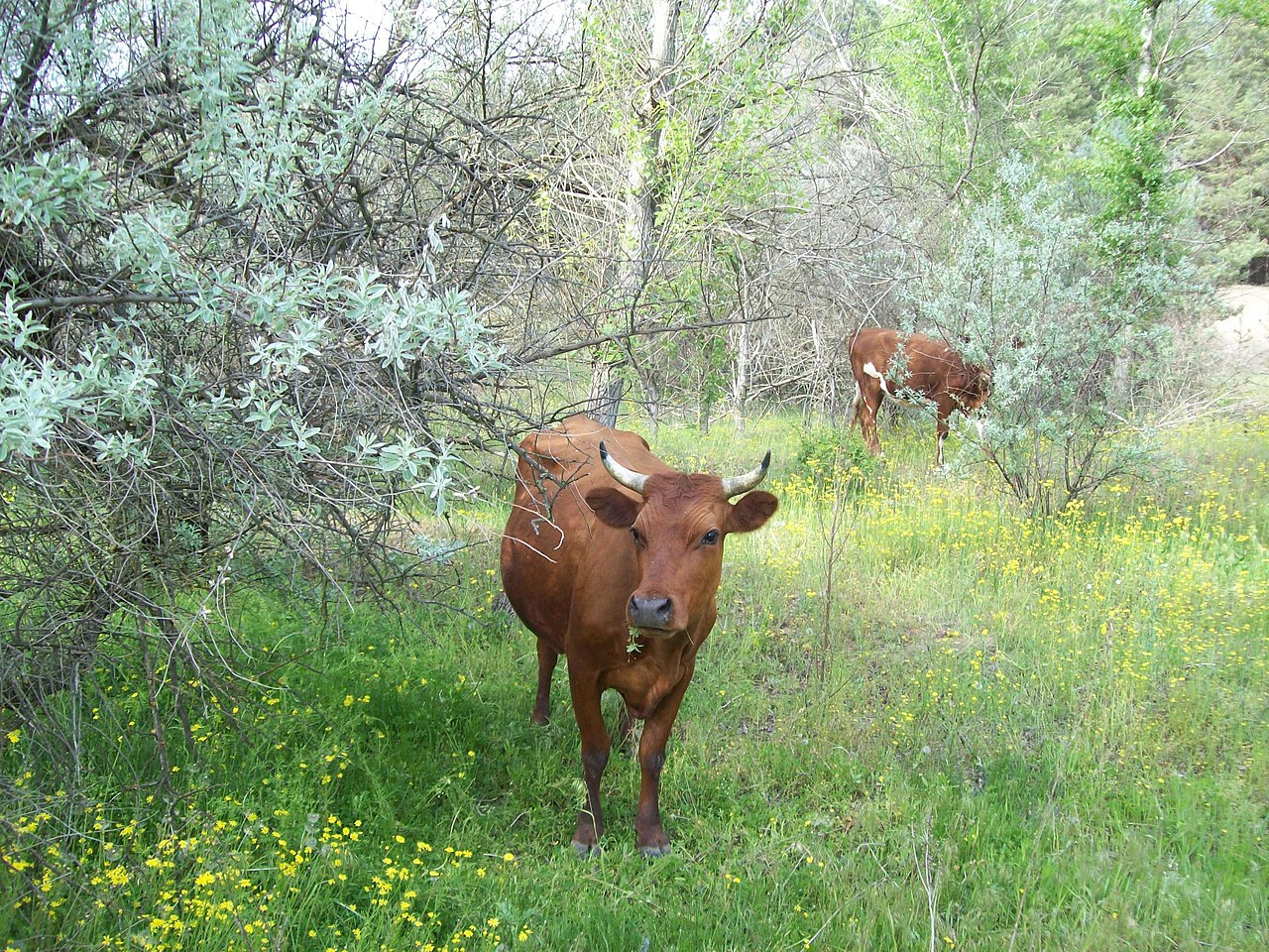 красная корова в израиле