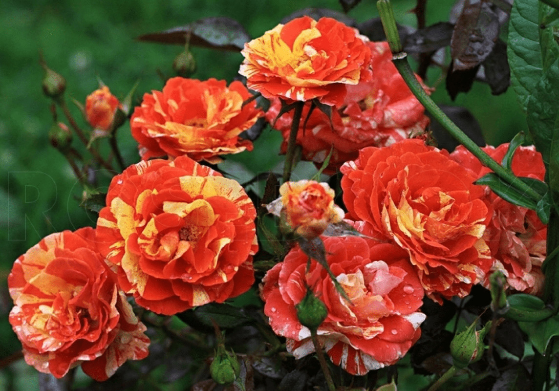 Роза оранж флорибунда фото и описание