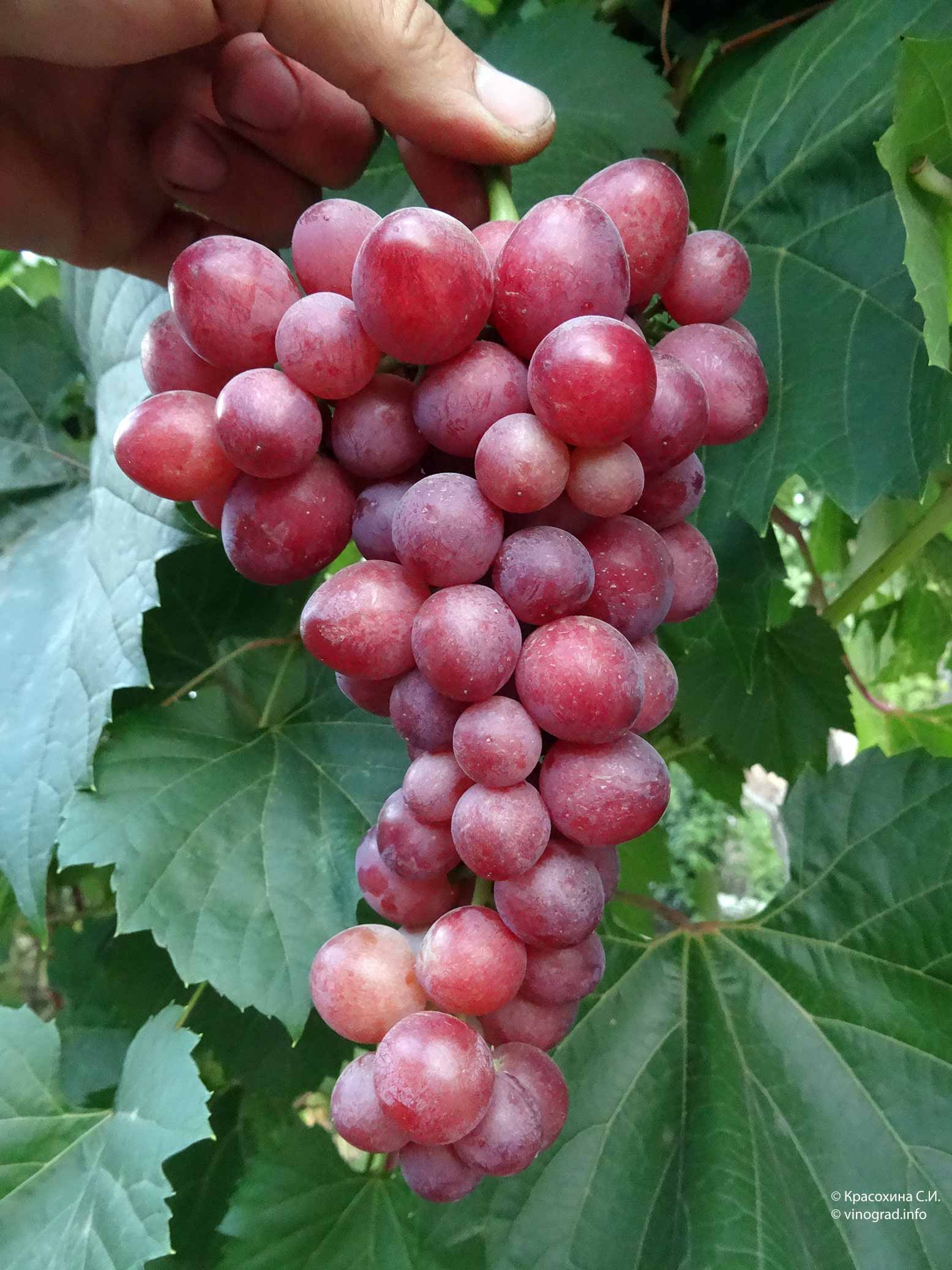 виноград пестрый фото