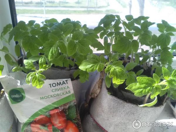 Томат Сливка Московская Отзывы Фото Урожайность