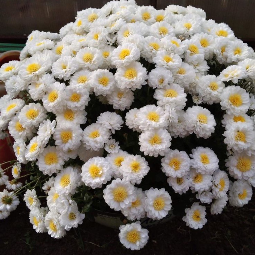 хризантемы мелкоцветковые низкорослые фото