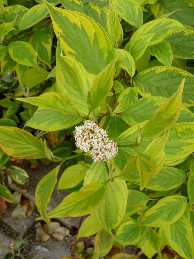 Дерен белый описание кустарника. Дерен Корнус. Cornus Alba 'Gouchaultii'.