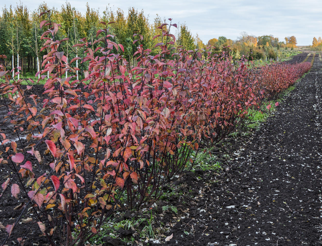 Дерен белый Кессельринги (Cornus Alba Kesselringii)