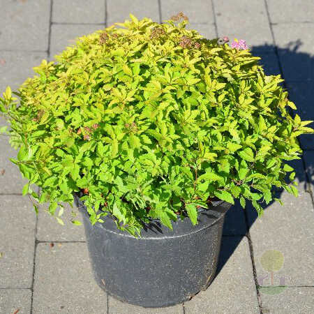 Спирея японская зен спирит. Спирея японская Zen Spirit Gold. Spiraea japonica Zen Spirit Gold. Спирея японская Зен спирит Голд. Пузыреплодник Голд спирит.