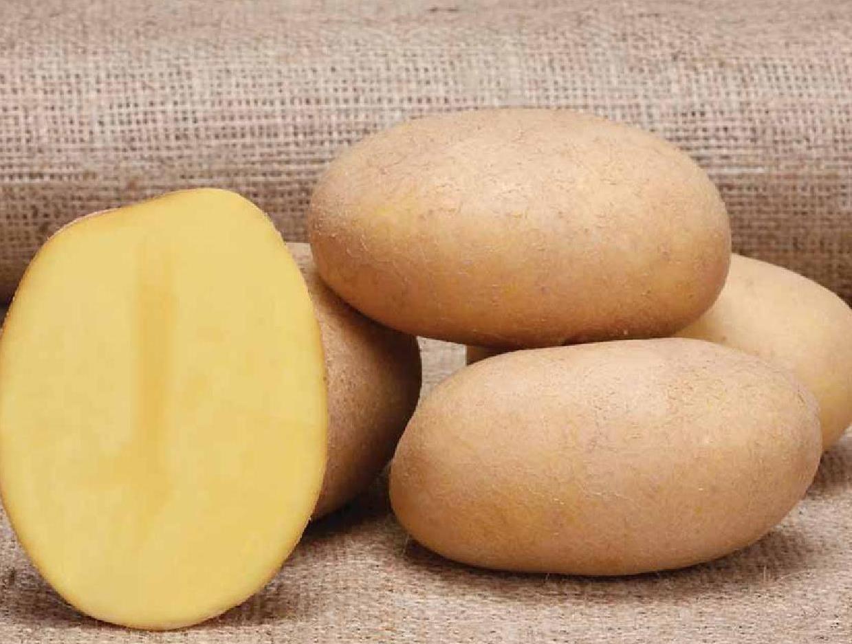 Картофель конкурент. Сорт картофеля Фелокс. Картофель сорта Агрия. Сорт картофеля лазурит. Семена картофеля. Агрия.