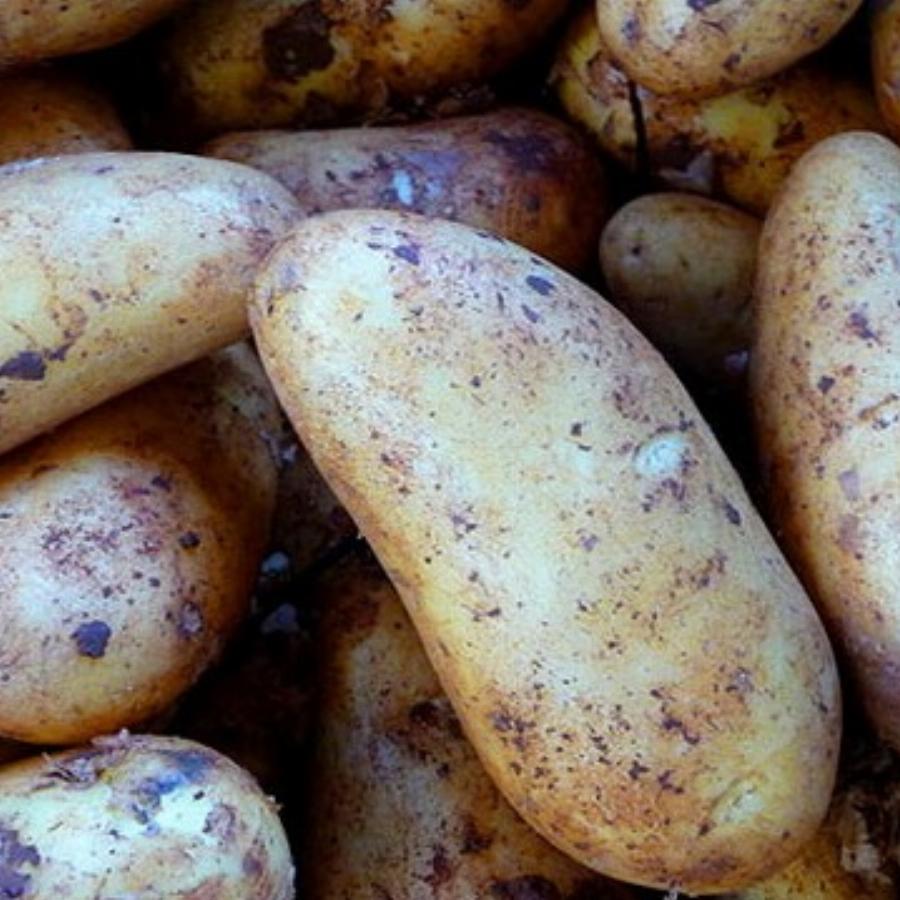 Урожайные сорта картофеля для средней. Среднепоздние сорта картофеля для средней полосы. Картофель сорт Гала элита. Сорт картофеля здабытак.