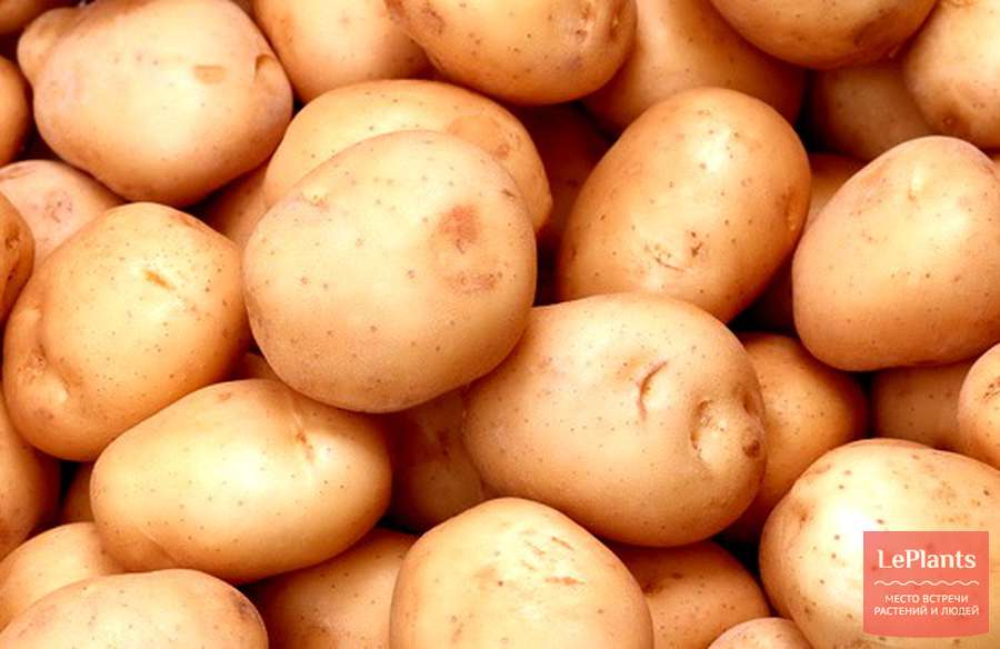 Картофель относится к группе. Сорт картофеля Эдисон. Картофель 15см. Семенной картофель Жуковский ранний купить.