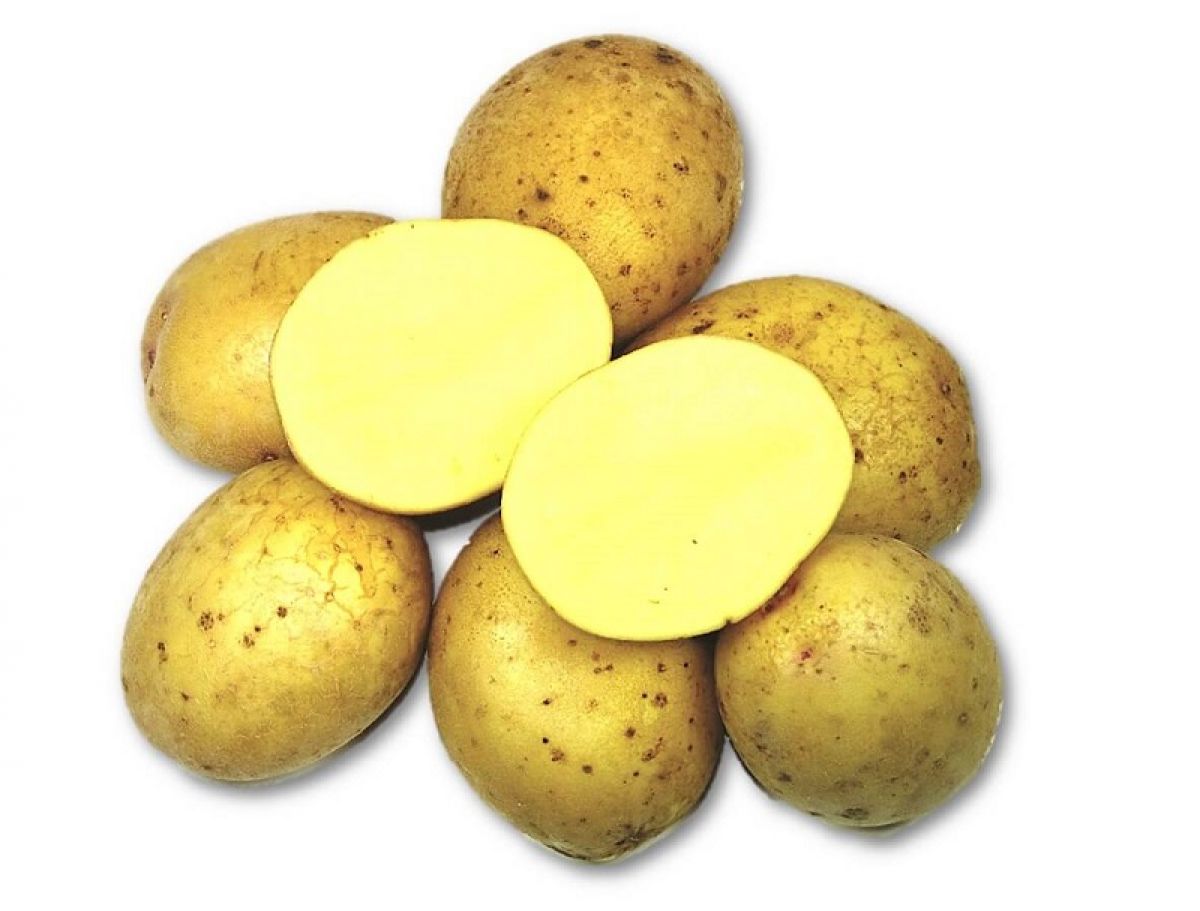 Сорт картофеля Зекура. Картошка сорт Зекура. Семенной картофель Метеор. Сорт картофеля Метеор.