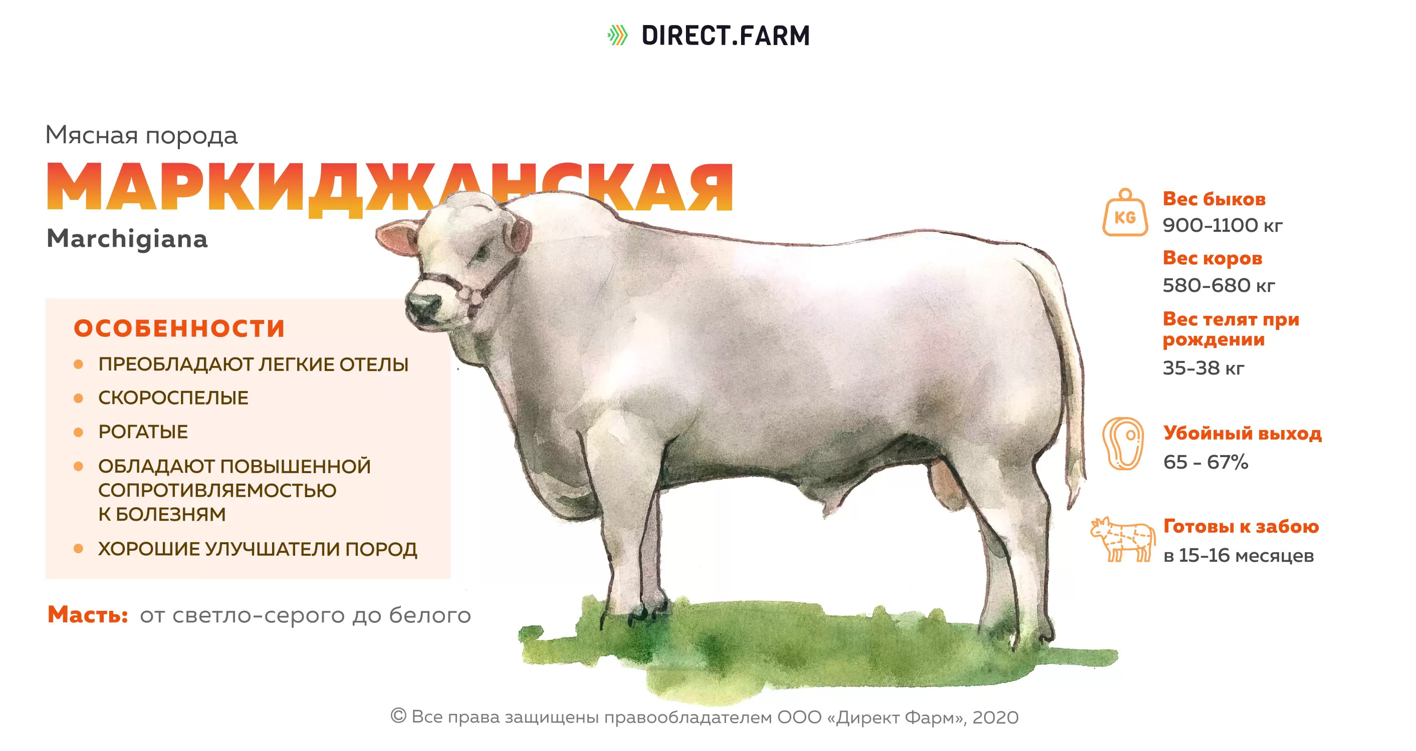 У кого самое жирное молоко. Скот швицкой породы. Швицкая порода коров. Телята швицкой породы. Коровы породы Швиц характеристики.