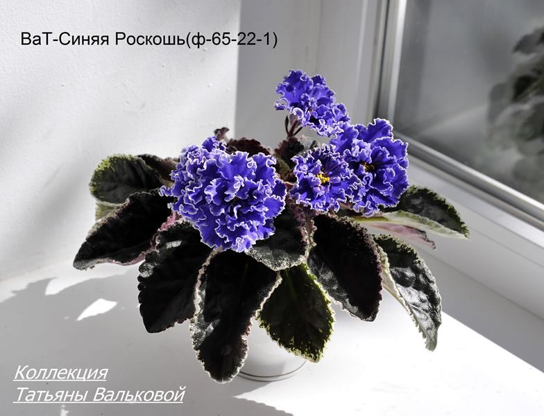 Фото и описание фиалок сорта ват