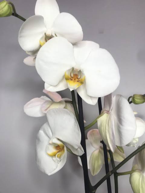 Phalaenopsis philippinensis Orchidée, Fleur orchidée, Belles fleurs