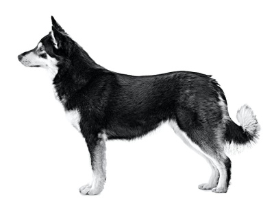 Лопарская (Лапландская) оленегонная собака