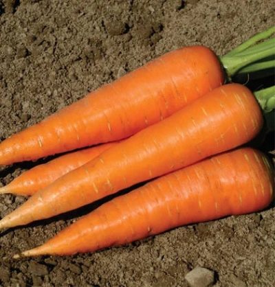 Морковь Кордоба