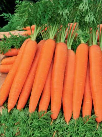 Морковь Ромоса
