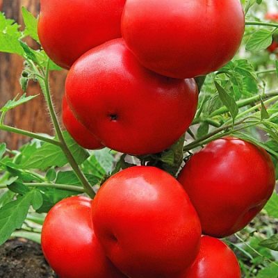 Rajčata Voevoda: popis a vlastnosti odrůdy, pěstování a péče s fotografií