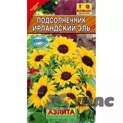 Подсолнечник Ирландский эль