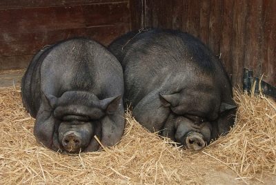 Вьетнамская вислобрюхая порода свиней