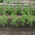 Nenáročné rajče Yamal poroste bez vašeho úsilí: vlastnosti a popis odrůdy