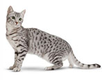 Происхождение, описание и содержание кошек породы египетская мау