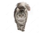 Описание, виды окраса и особенности содержания сибирских кошек