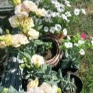 Отзыв про Эустома Эхо Шампань