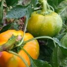 Отзыв про Перец Золотой юбилей