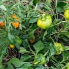 Отзыв про Перец Золотой юбилей