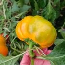 Отзыв про Перец Золотой юбилей