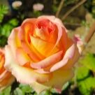 Отзыв про Роза Сальвадор